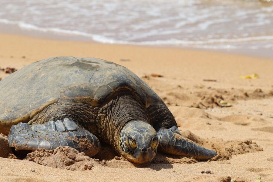 Oahu: Oahu Ultimate Grand Circle Island Tour - Key points to know before booking