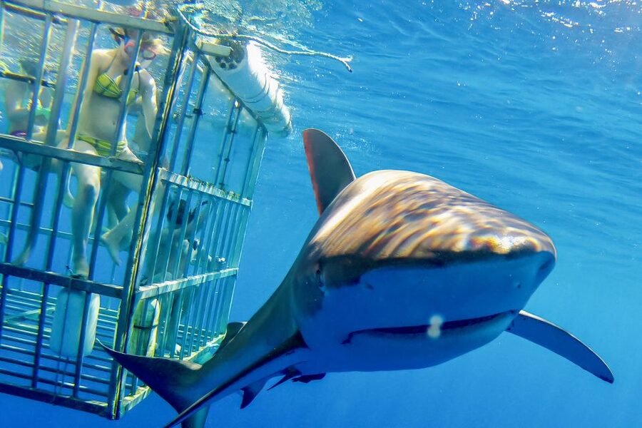 Oahu: Shark Cage Dive on the North Shore - Haleiwa Harbor to the open Pacific