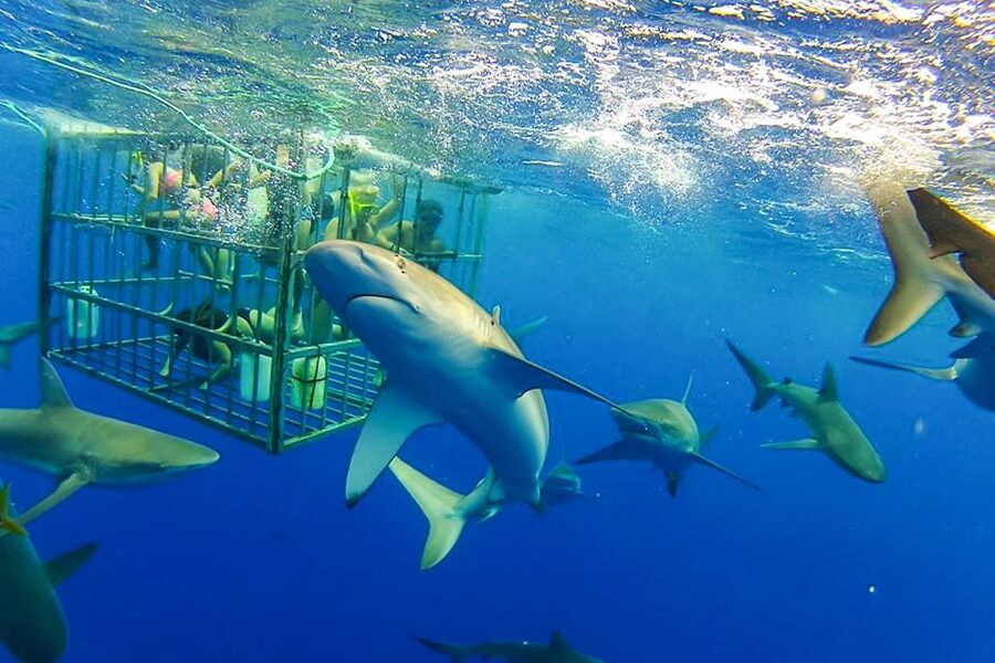 Oahu: Shark Cage Dive on the North Shore - Watching Galapagos sharks in open water