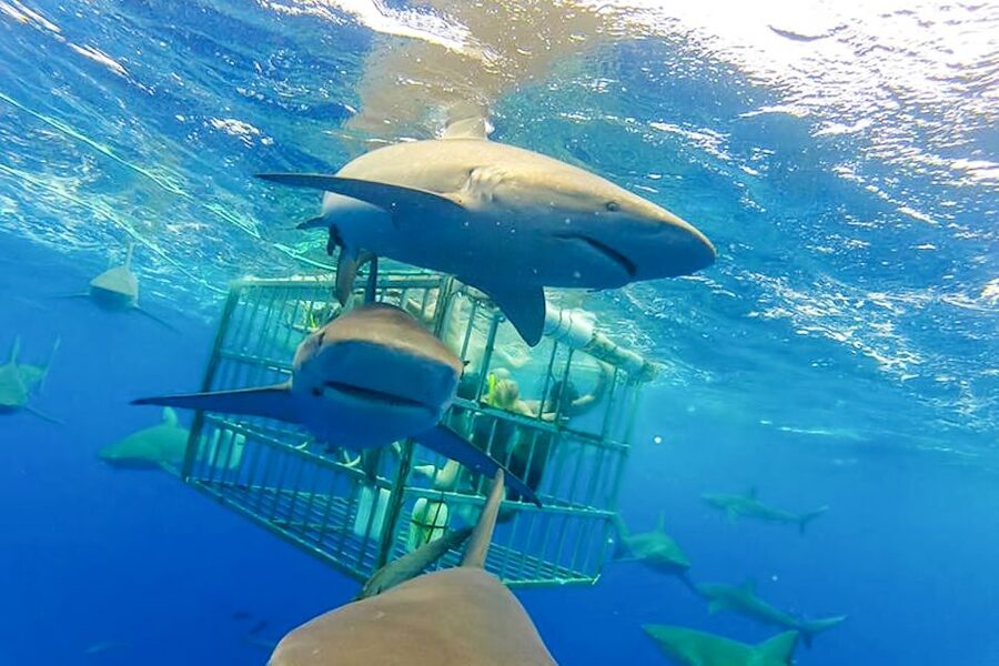 Oahu: Shark Cage Dive on the North Shore - What your 15 to 20 minutes in the cage feels like
