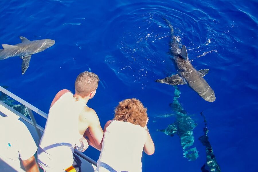 Oahu: Shark Cage Dive on the North Shore - Dolphins, whales, turtles, and the luck factor