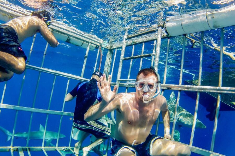 Oahu: Shark Cage Dive on the North Shore - Weather, waves, and choosing your departure