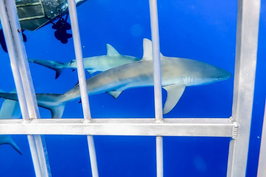 Oahu: Shark Cage Dive on the North Shore - How the $99 price compares with the experience