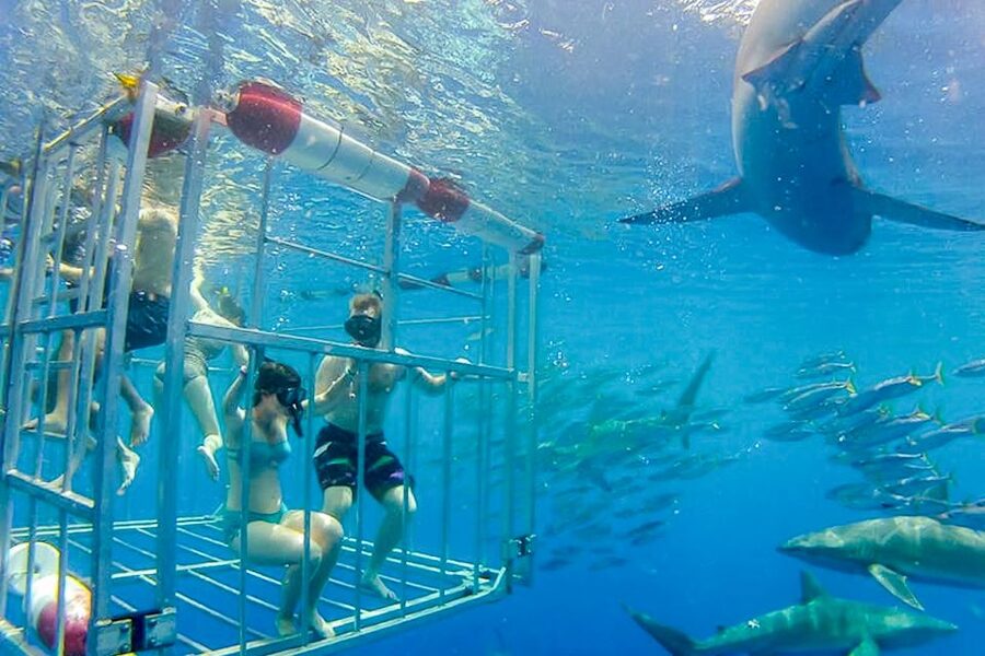 Oahu: Shark Cage Dive on the North Shore - Who will enjoy this North Shore outing