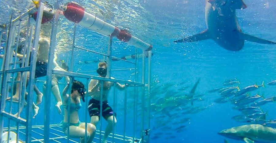 Oahu: Shark Cage Dive on the North Shore - A safety briefing that prepares you for the cage