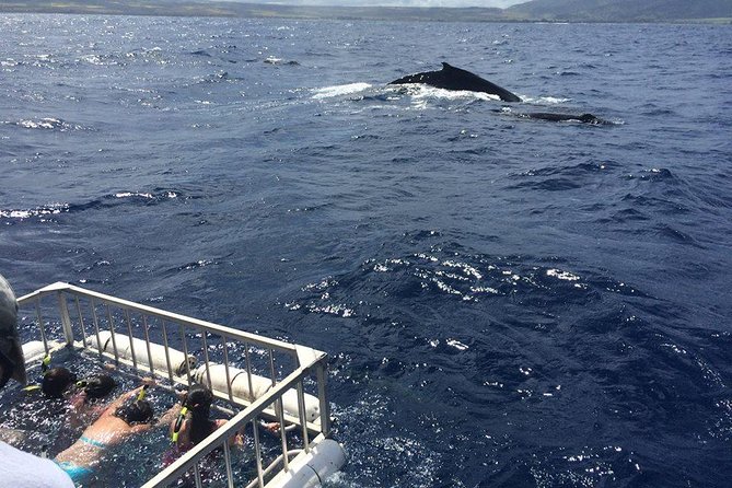 Oahu Shark Dive - You can stay on the boat and still see plenty