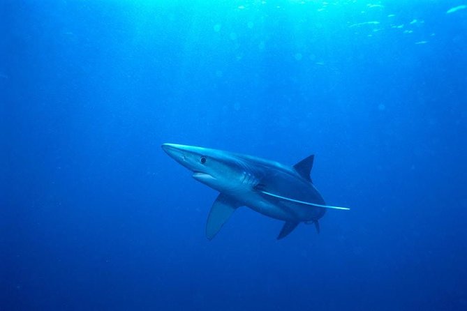 Oahu Shark Dive - Rough water and sea sickness