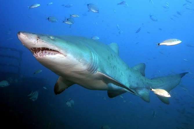 Oahu Shark Dive - What the $99.48 price includes