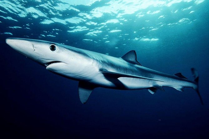 Oahu Shark Dive - Who will enjoy this most