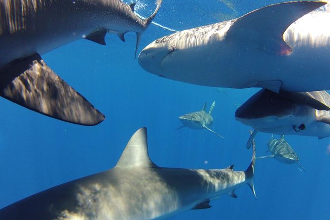 Oahu Shark Dive - Final call: book it if the ocean is part of the appeal