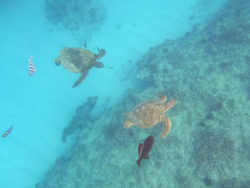 Oahu Snorkeling with Turtles, Water Scooter, Paddleboard - The electric water scooter is fun, but keep expectations modest