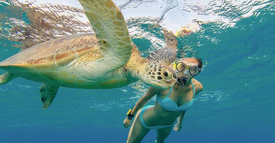 Oahu Snorkeling with Turtles, Water Scooter, Paddleboard - Waikiki pickups keep the morning or afternoon simple