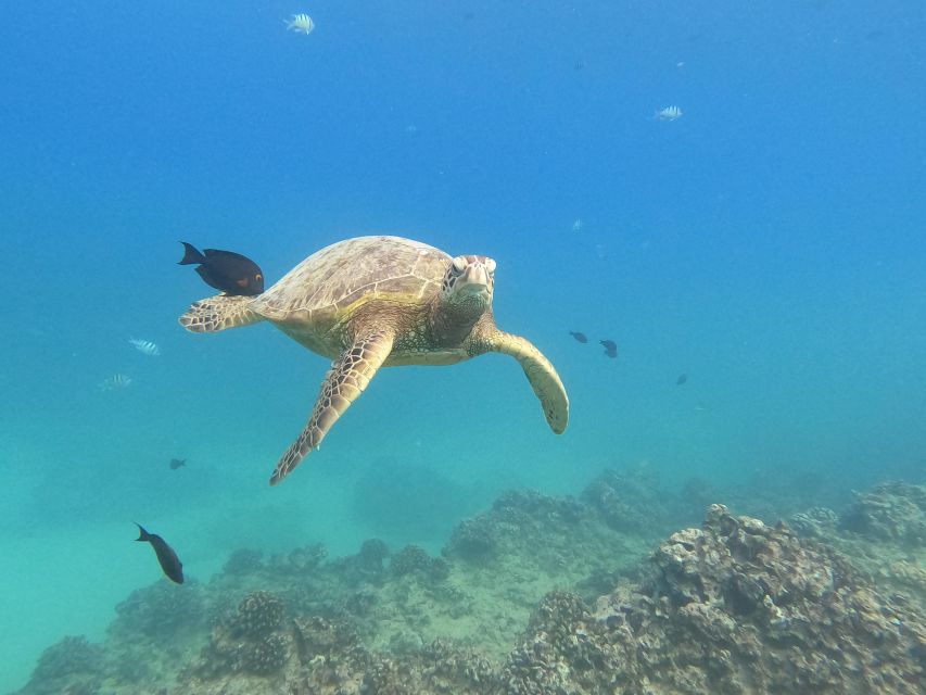Oahu Snorkeling with Turtles, Water Scooter, Paddleboard - What the $120 price really includes