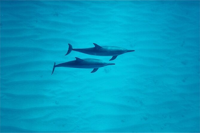 Oahu: Swim with Dolphins on the West Coast - Searching for dolphins in open ocean