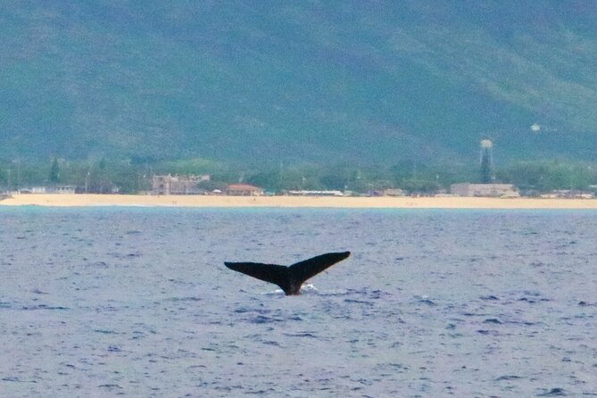 Oahu: Swim with Dolphins on the West Coast - Spinner dolphins and the 50-yard rule