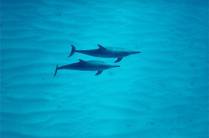Oahu: Swim with Dolphins on the West Coast - Snorkeling with turtles, fish, and an octopus
