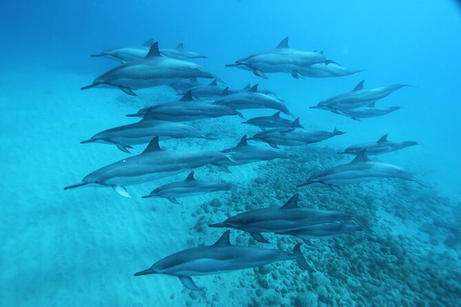 Oahu: Swim with Dolphins on the West Coast - What lunch and onboard service add