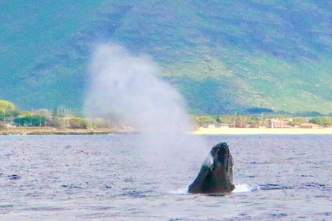 Oahu: Swim with Dolphins on the West Coast - Safety, sea conditions, and the real risks