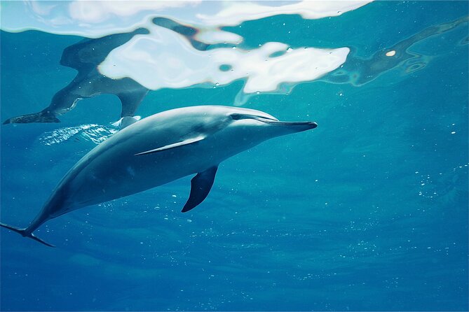 Oahu: Swim with Dolphins on the West Coast - Boarding the 42-passenger catamaran