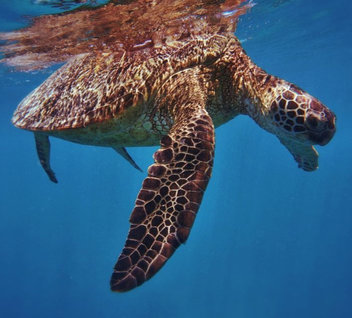 Oahu: Turtle Canyon Snorkeling Boat Tour - Key points to know before booking