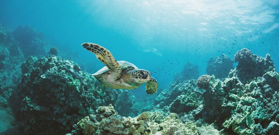 Oahu: Turtle Canyon Snorkeling Boat Tour - Leaving Pier B with Diamond Head ahead