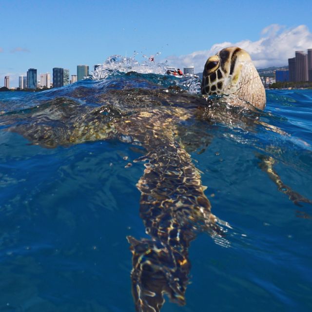 Oahu: Turtle Canyon Snorkeling Boat Tour - Boat time, snacks, and Diamond Head views