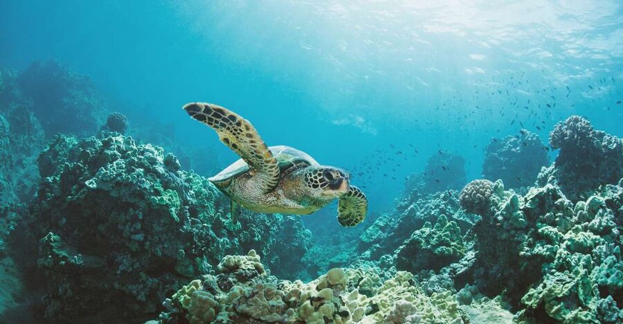 Oahu: Turtle Canyon Snorkeling Boat Tour - Who should book this Turtle Canyon tour?