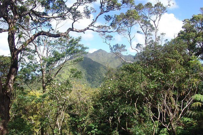 Oahu Volcanic Rainforest Hiking Adventure - A rainforest shaped by volcanic rock and rain