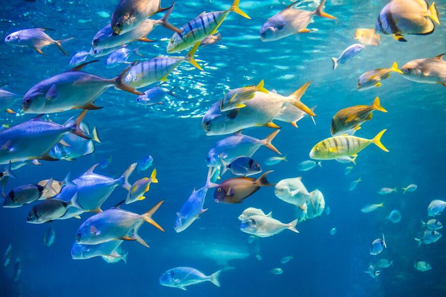 Oahu: Waikiki Glass Bottom Boat Sunset Cruise - Is $60 a fair price?