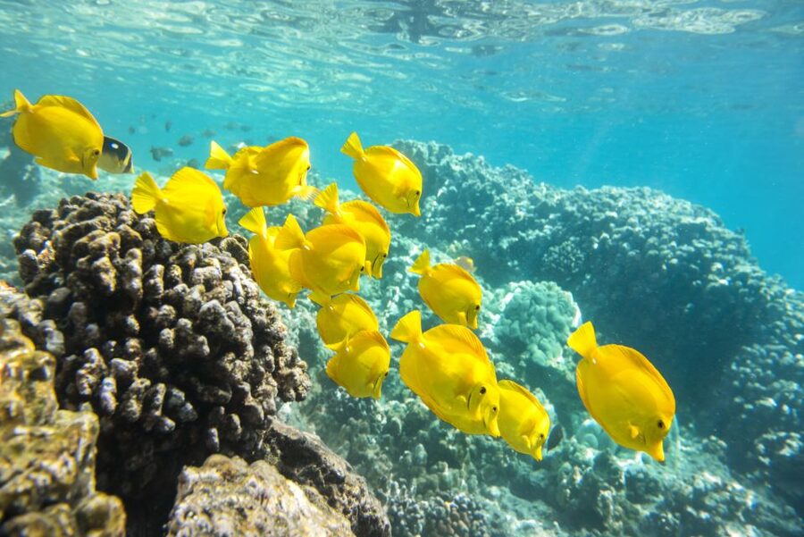 Oahu: Waikiki Glass Bottom Boat Sunset Cruise - Booking details worth keeping in mind