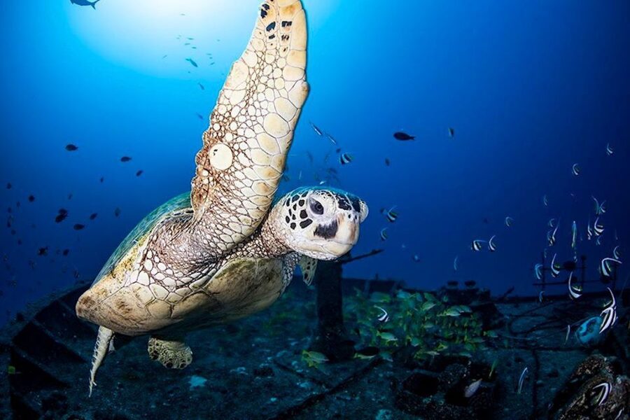 Oahu: Waikiki Submarine Tour - The 15-minute boat ride adds more than transportation
