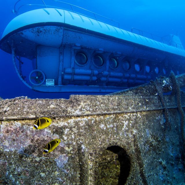 Oahu: Waikiki Submarine Tour - What you may see through the viewports