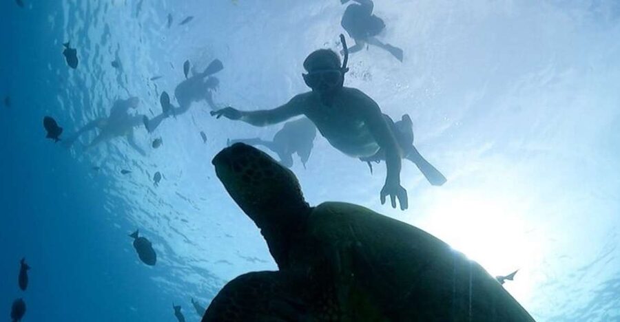 Oahu: Waikiki Turtle Snorkeling Adventure Cruise - The turtle snorkel stop