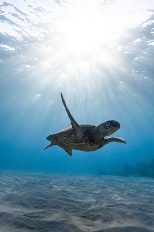 Oahu: Waikiki Turtle Snorkeling Adventure Cruise - How the crew shapes the experience