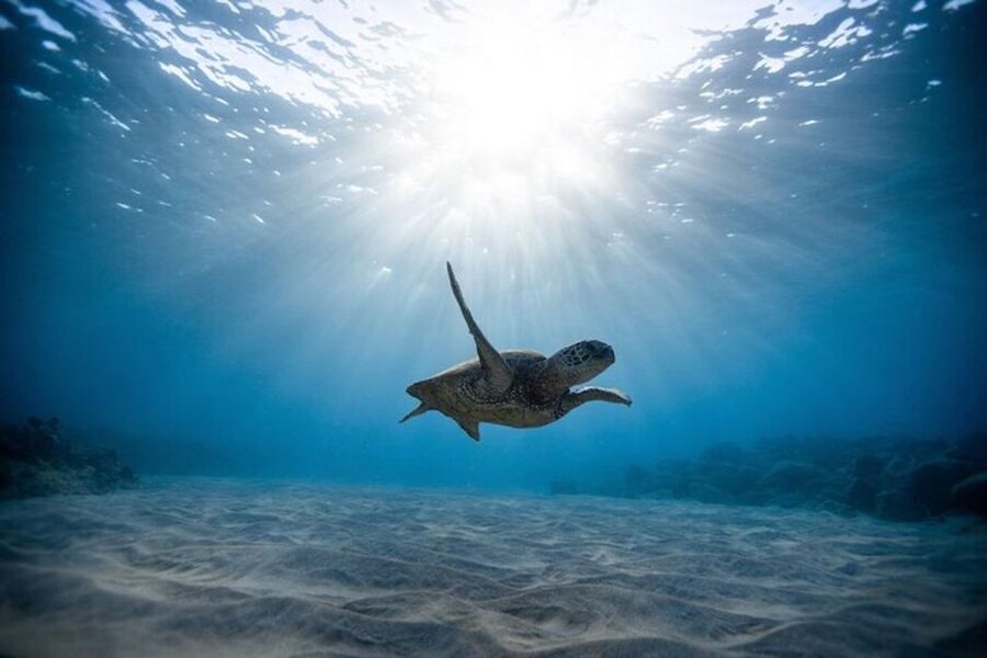 Oahu: Waikiki Turtle Snorkeling Adventure Cruise - Who should book this Waikiki cruise?