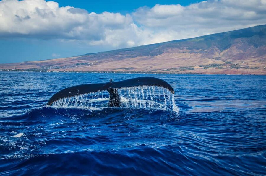 Oahu: Waikiki Whale Watching Cruise - Key points to know before booking
