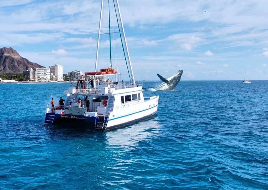 Oahu: Waikiki Whale Watching Cruise - What the Waikiki whale cruise is really like