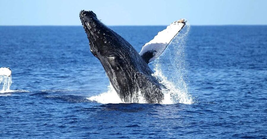 Oahu: Waikiki Whale Watching Cruise - Two decks, a shaded cabin, and an underwater room