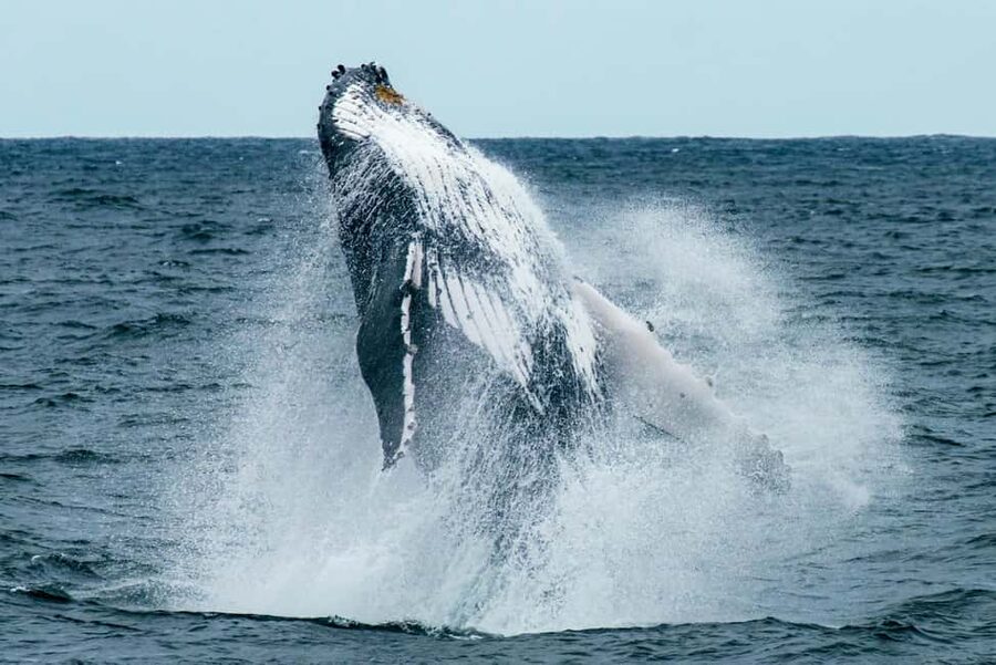 Oahu: Waikiki Whale Watching Cruise - Is $57 a fair price?