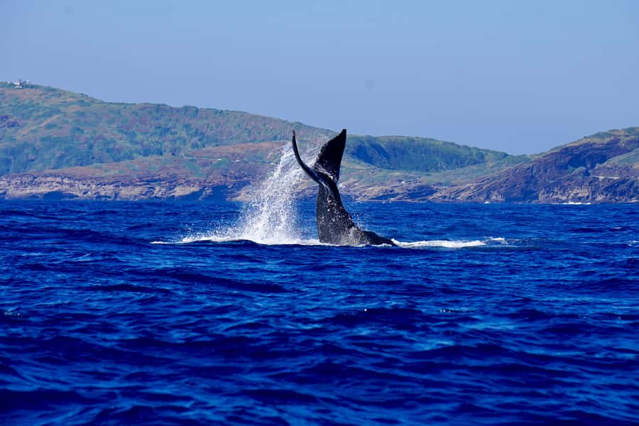 Oahu: Whale Watching Cruise Whales Guaranteed - Why this Oahu whale cruise is worth your time