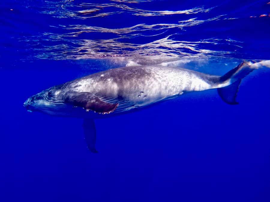 Oahu: Whale Watching Cruise Whales Guaranteed - The Diamond Head stretch and sunset light