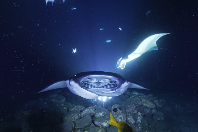One Tank Manta Night Dive and Snorkel - What the three-hour schedule is likely to feel like