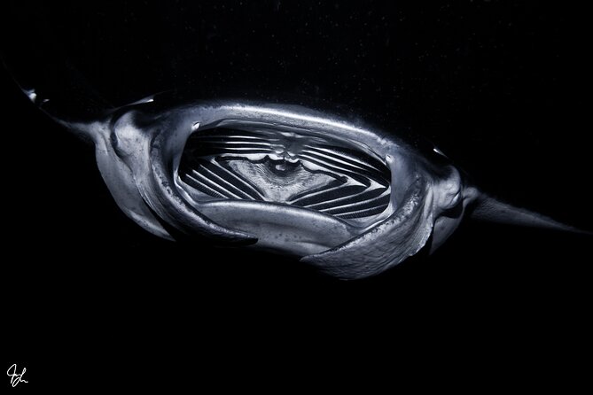 One Tank Manta Night Dive and Snorkel - What the best feedback tells you
