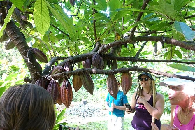 Princeville Botanical Gardens Tour and Chocolate Tasting Ticket - The cacao grove and raw chocolate nibs
