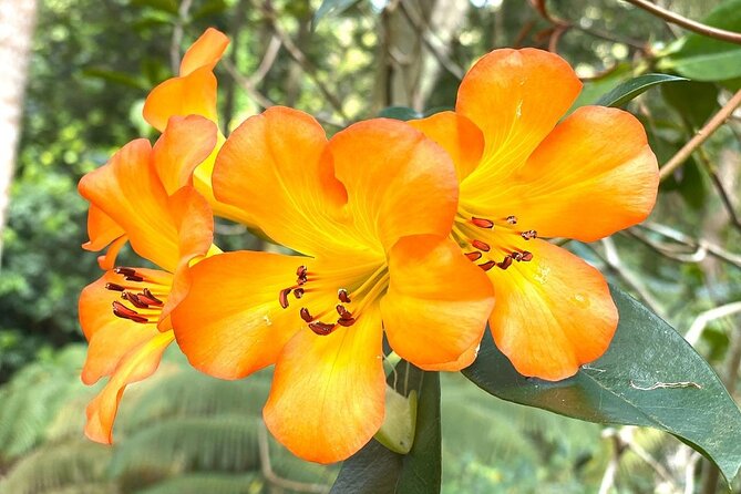Princeville Botanical Gardens Tour and Chocolate Tasting Ticket - The shaded chocolate tasting under the tent