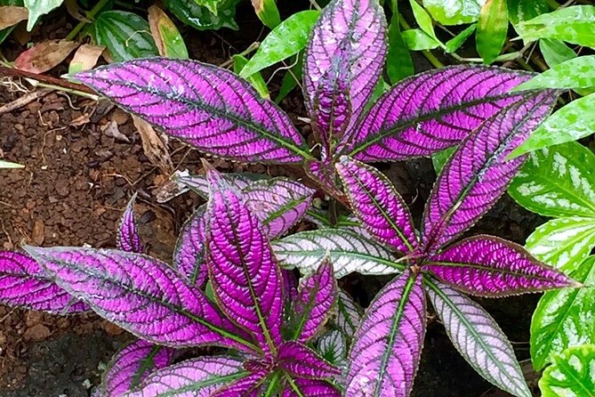 Princeville Botanical Gardens Tour and Chocolate Tasting Ticket - Bugs, shade, and physical demands