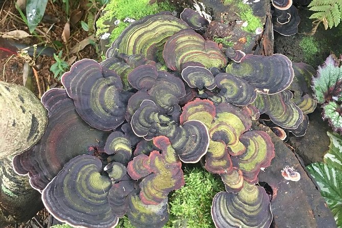Princeville Botanical Gardens Tour and Chocolate Tasting Ticket - Is the $126 price good value?