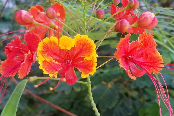 Private Dole,Garlic Shrimp,Haleiwa,North Shore Customizable tour - Who should book this private Oahu tour?