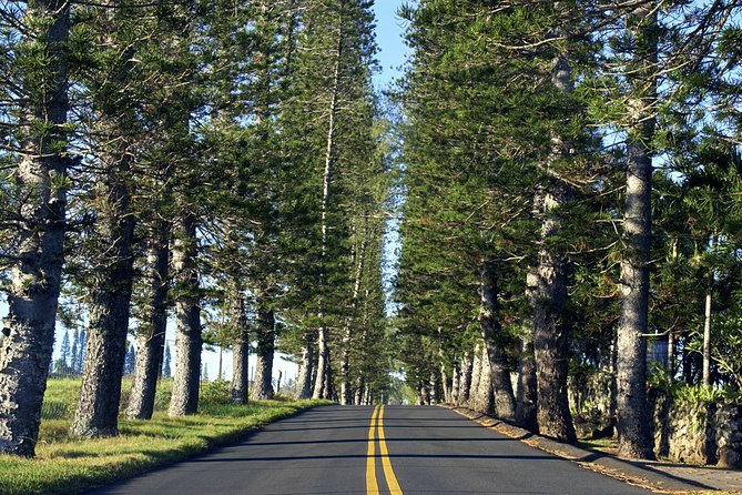 Road to Hana: Full-Day Scenic Drive with Blacksand & Waterfalls - The early start and first views