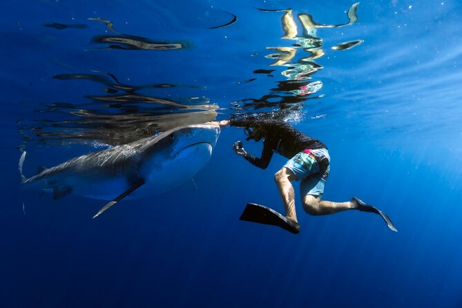 Safe and Educational Shark Dive from Haleiwa: Sharks Guaranteed - What makes this Haleiwa shark swim special